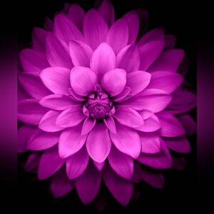 Meet your Posher, Ninah